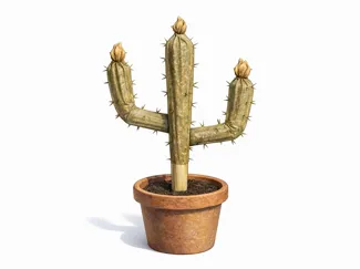 CactusJò