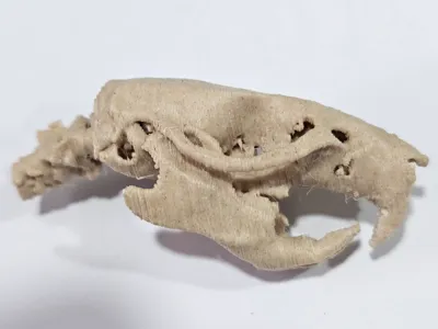 Rat Skull (CT)