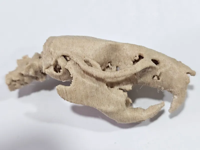 Rat Skull (CT)