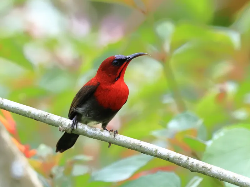 Crimson Sunbird