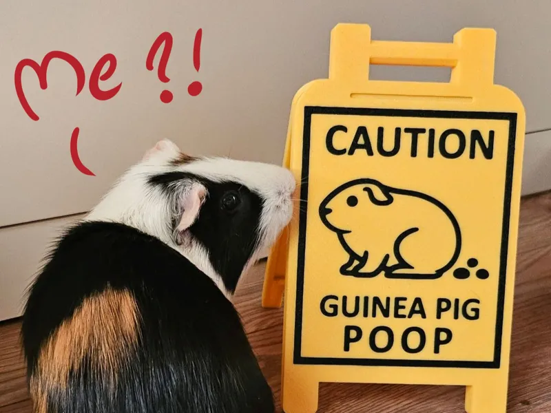 CAUTION GUINEA PIG POOP SIGN [NO AMS] [NO SUPPORT]