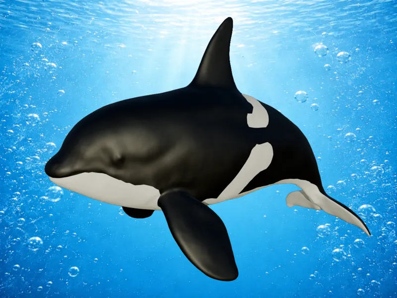 Orca model (2 colors AMS)