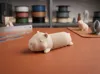0.2mm layer, 2 walls, 10% infill