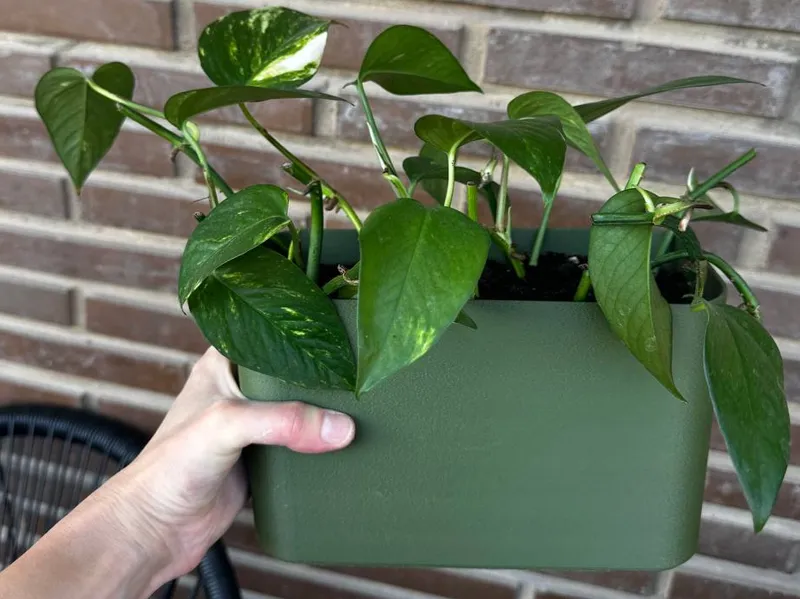 Thin planter for shelves with widh 10cm