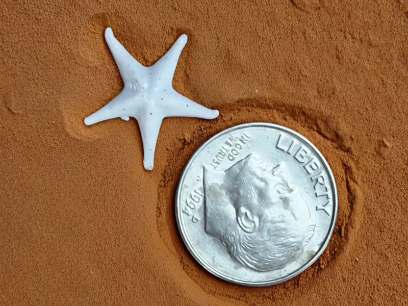 Tiny Starfish