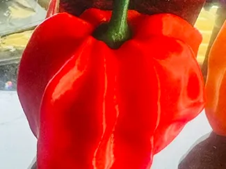 Habanero Pepper Business Card Holder