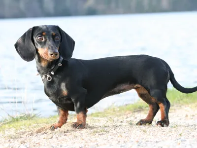 Dachshund Fidget Keychain