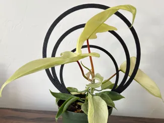 3 Ring and 2 Ring Trellis'