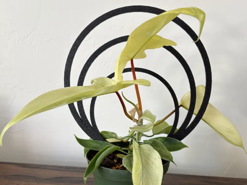 3 Ring and 2 Ring Trellis'