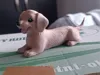 4 color pla