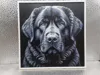 Tibetan Mastiff_170x170_A1 Mini