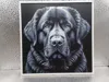 Tibetan Mastiff_170x170_X1C