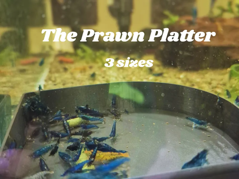 The Prawn Platter - shrimp feeding dish