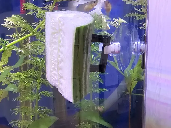 Gemüsehalter Aquarium