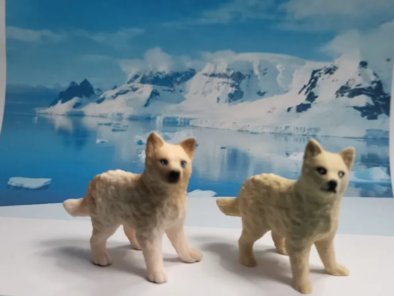 wolf cub Polar wolf cub