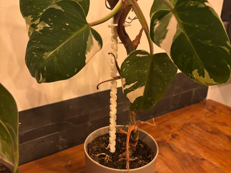 Simple Plant Supports & Clips