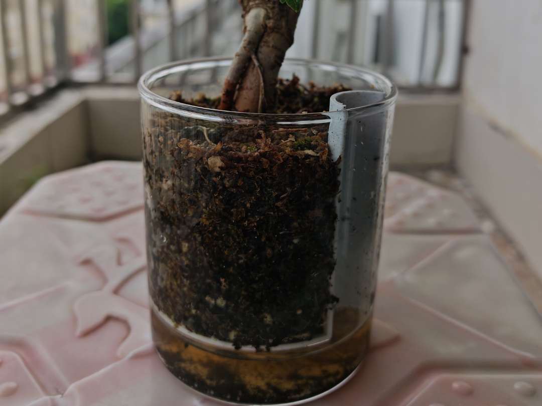 玻璃花瓶自灌溉套件