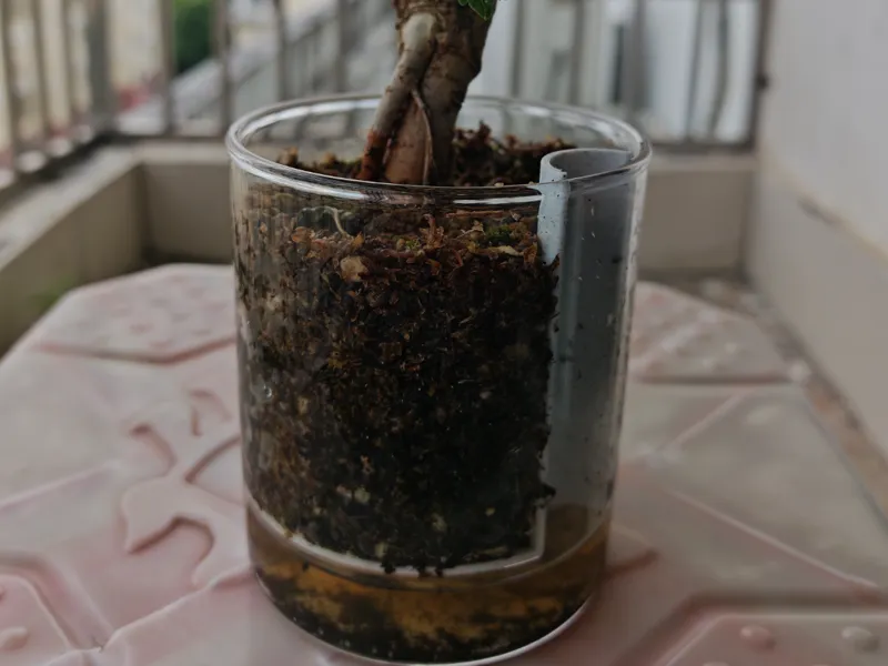 玻璃花瓶自灌溉套件