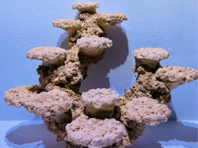 海水缸珊瑚造景
