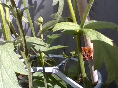 Plant holder v3