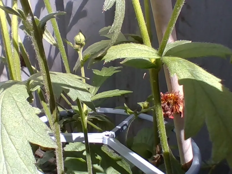 Plant holder v3