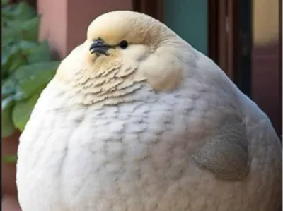 Chubby Cartoon Bird