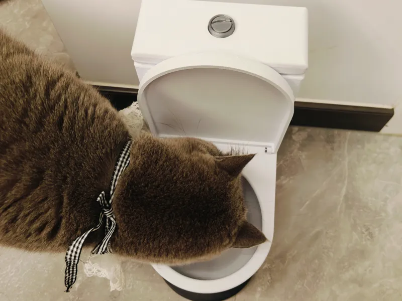 A toilet-shaped cat water dispenser