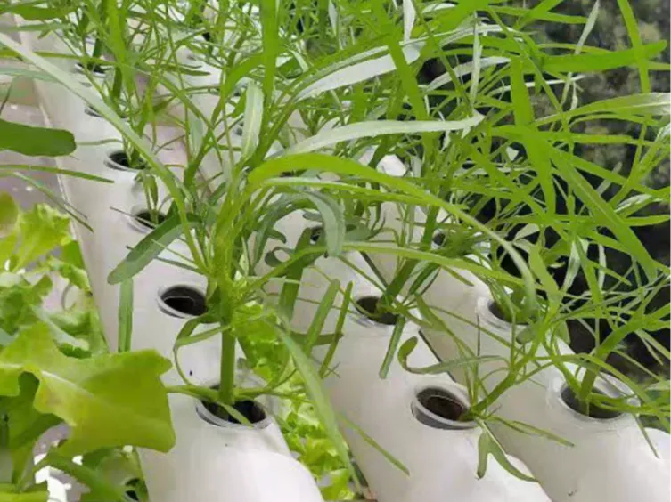 Plant Basket