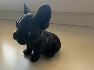 Frenchie Bulldogge 