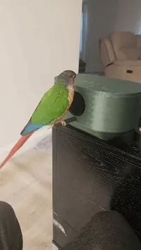 Nichoir pour conure — photo 7
