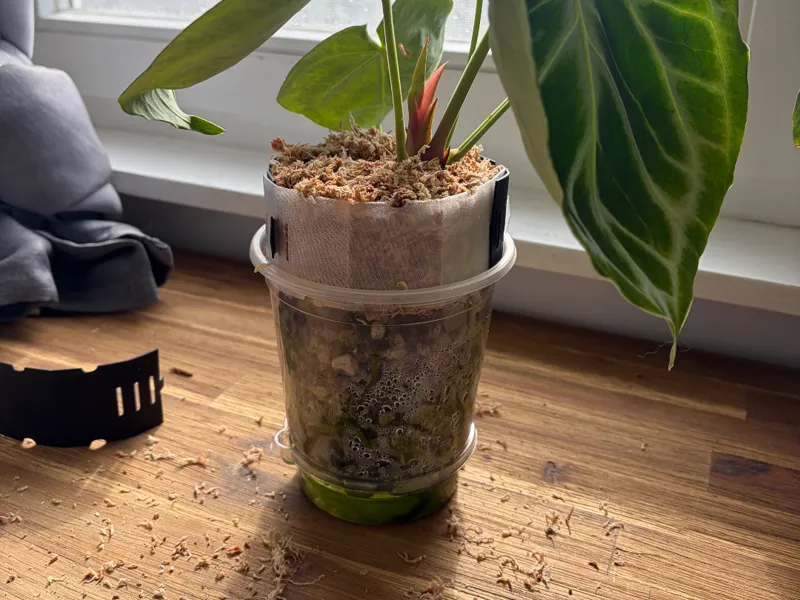 Pot Extender Anthurium
