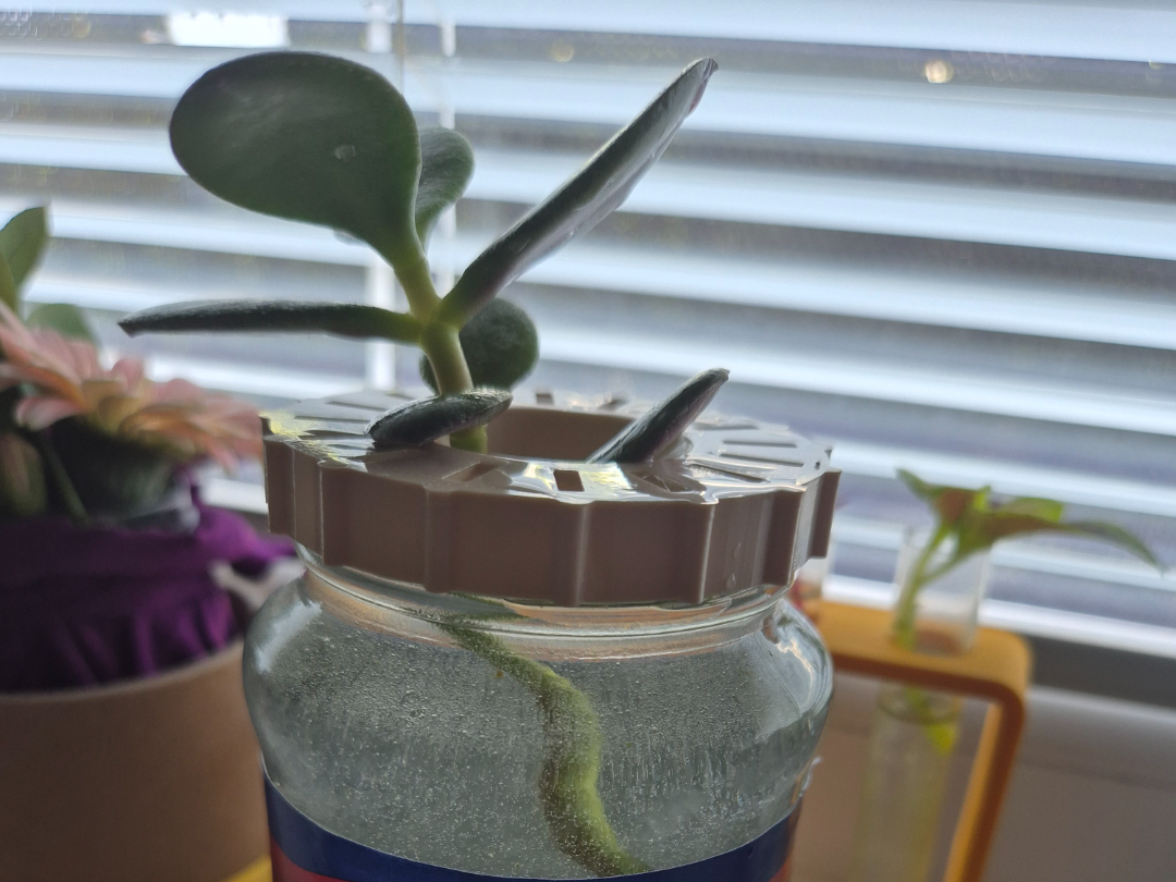 Planter Holder - Mason Jar Barilla, 52mm inside