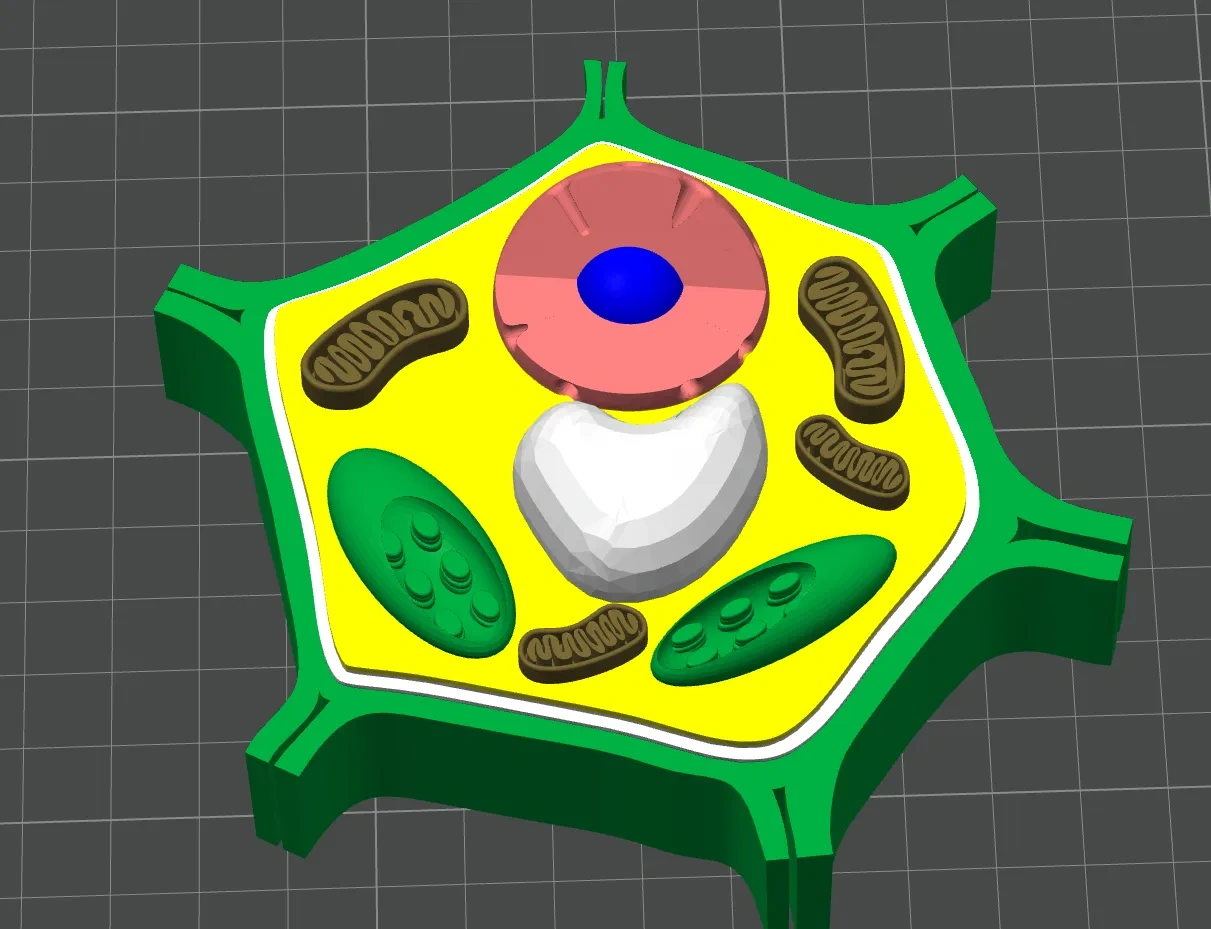 Miniatura 3 do modelo 3D 植物细胞 Plant cell model