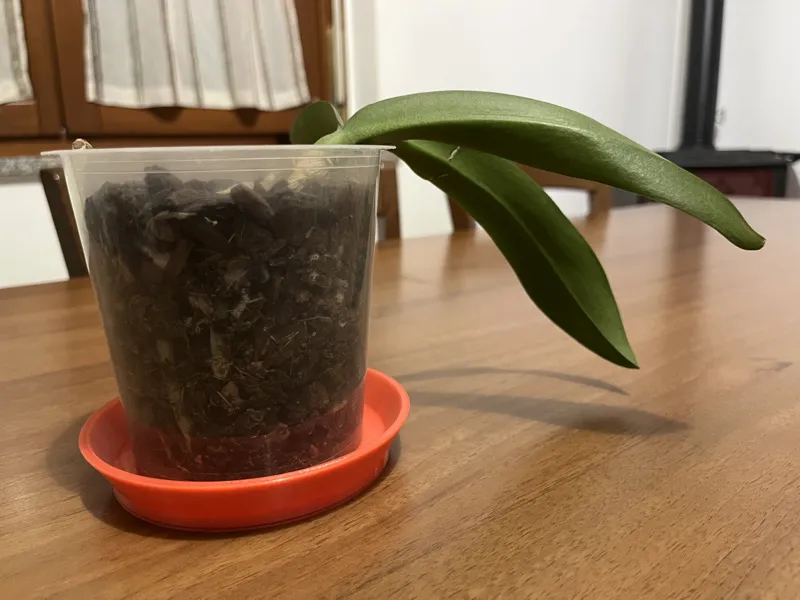 SAUCER WITH HIDING PLACE W/ CORK