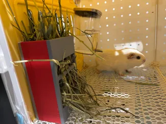 荷兰猪-草架+料盘