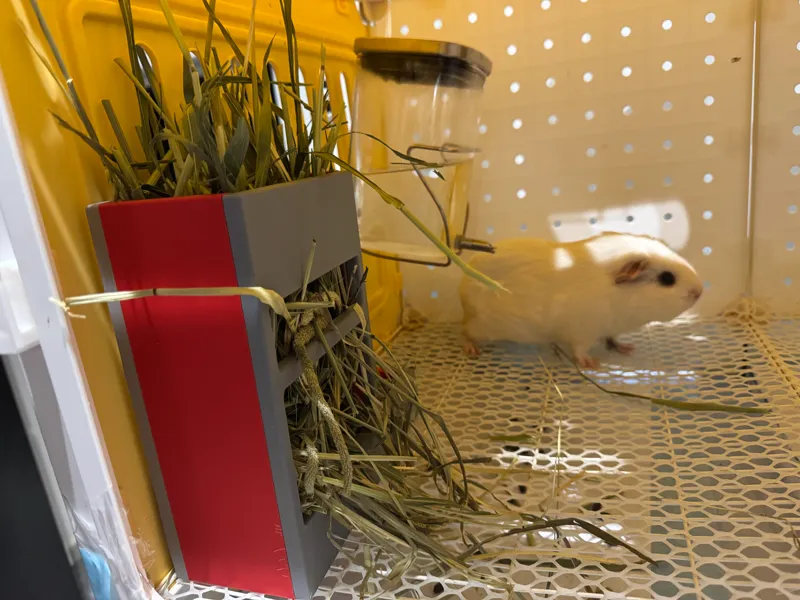 荷兰猪-草架+料盘