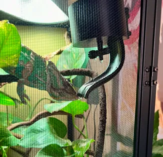Drinking fountain for a chameleon