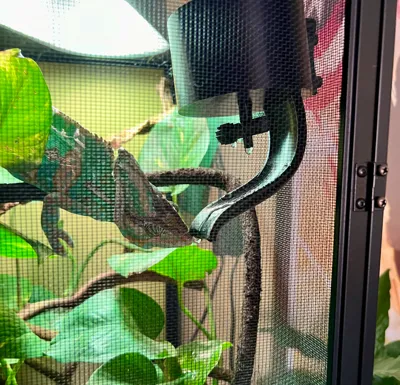Drinking fountain for a chameleon