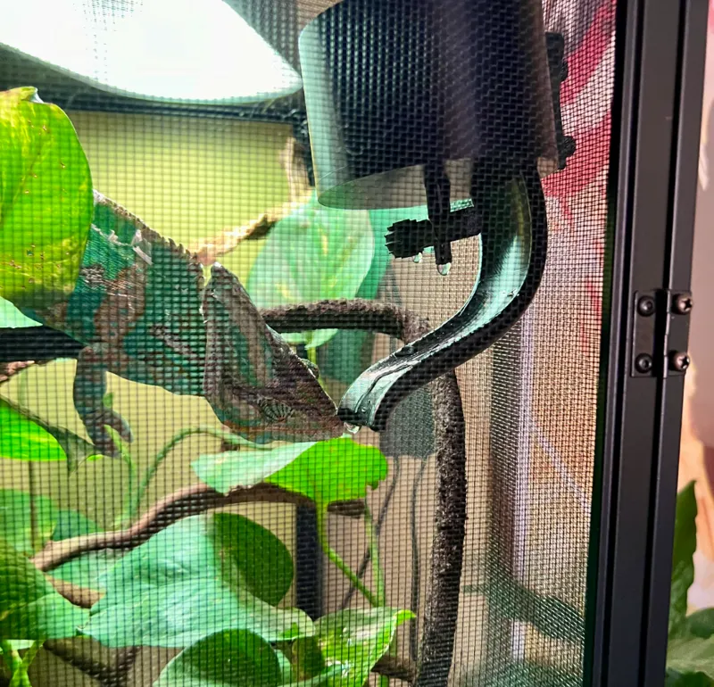 Drinking fountain for a chameleon