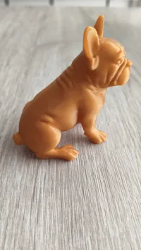 Bouledogue français — photo 5