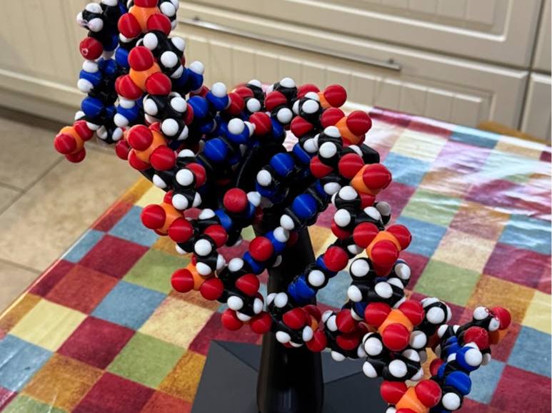 Folding DNA model kit by Michael Kuiper