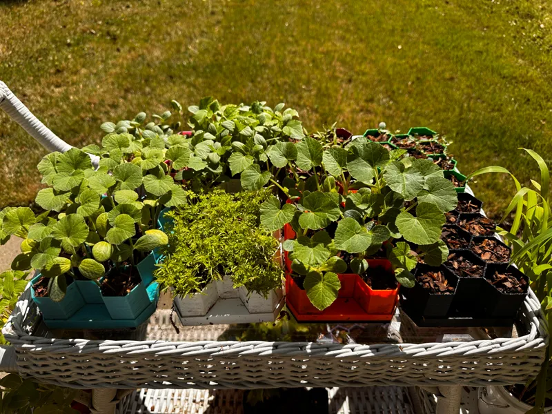 Seed Starter Trays