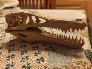 Spinosaurus skull