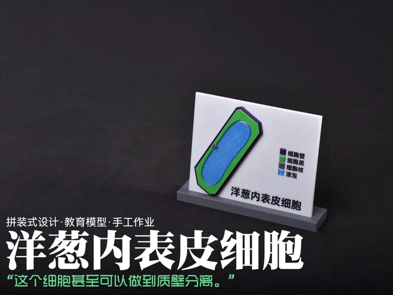 磁吸式洋葱内表皮细胞结构模型