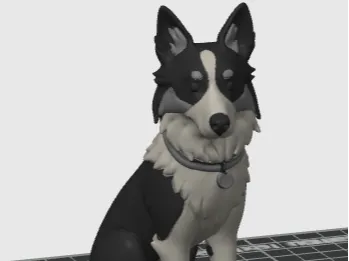 Border Collie