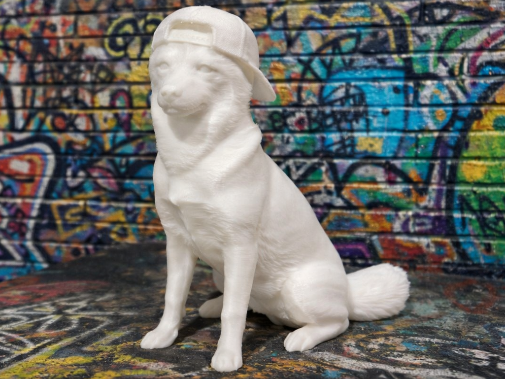 Husky with Cap - Animal - Dog