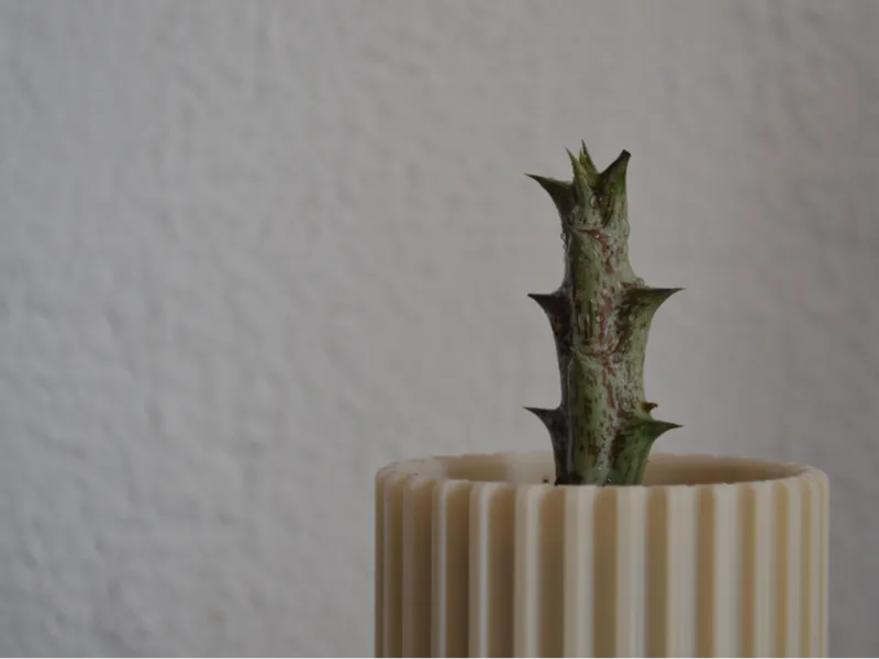 Cillian Vase/Planter/Pencil pot