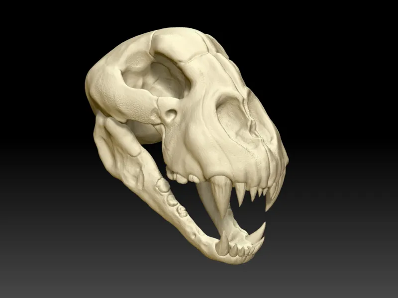 Acinonyx Skull