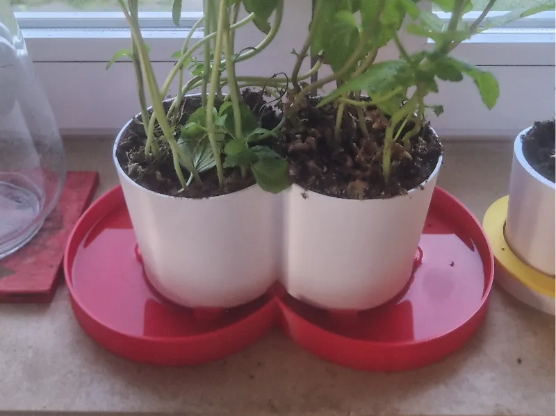double pot