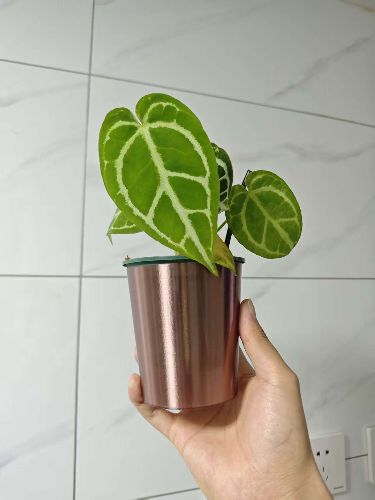 Miniatura 2 do modelo 3D 10cm口径青山盆热植套盆